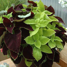 Load image into Gallery viewer, Coleus Fuseables Chocolate Symphony