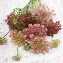 Load image into Gallery viewer, Daucus Dara