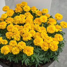 Load image into Gallery viewer, Marigold Chica Yellow