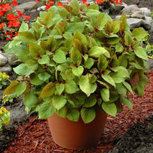 Load image into Gallery viewer, Coleus Flipside