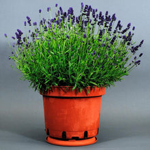 Load image into Gallery viewer, Lavender Lavance Deep Purple