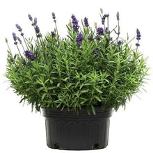 Load image into Gallery viewer, Lavender Lavance Deep Purple