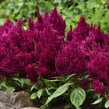 Load image into Gallery viewer, Celosia First Flame Purple