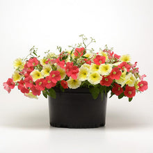 Load image into Gallery viewer, Combos Plug & Play™ Coral Lights