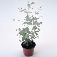 Load image into Gallery viewer, Eucalyptus Silver Drop
