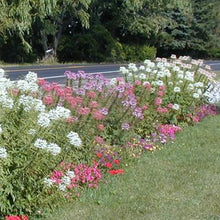 Load image into Gallery viewer, Cleome Sparkler Blush F1
