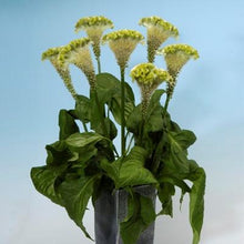 Load image into Gallery viewer, Celosia Spring Green
