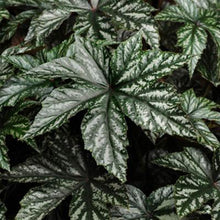 Load image into Gallery viewer, Begonia Gryphon F1
