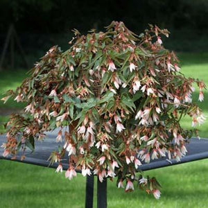 Begonia Bossa Nova White