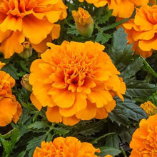 Load image into Gallery viewer, Marigold Chica Orange
