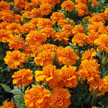 Load image into Gallery viewer, Marigold Chica Orange
