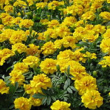 Load image into Gallery viewer, Marigold Chica Yellow
