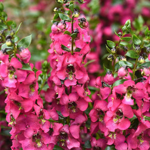 Angelonia Serenita Rose F1