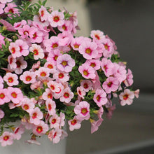 Load image into Gallery viewer, Calibrachoa Kabloom Light Pink Blast
