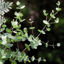 Load image into Gallery viewer, Eucalyptus Silver Drop
