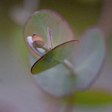 Load image into Gallery viewer, Eucalyptus Silver Drop
